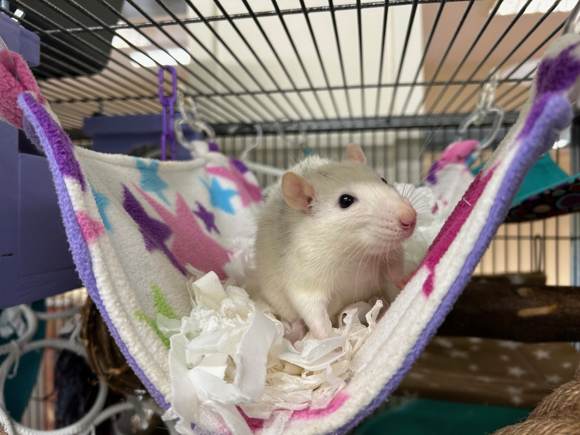 A white and gray pet rat sits on shredded paper in a hammock decorated with colorful stars inside its cage, the curious white rat looking toward the camera.