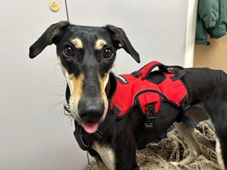 A black and tan dog wearing a red harness stands indoors, looking at the camera with its tongue slightly out.