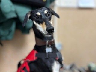 A black and tan dog with a long snout and upright ears wears a red harness and looks toward the camera, indoors with coats hanging in the background.