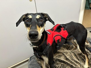 A black and tan dog with large eyes wears a red harness and stands on a patterned blanket indoors, looking up at the camera.