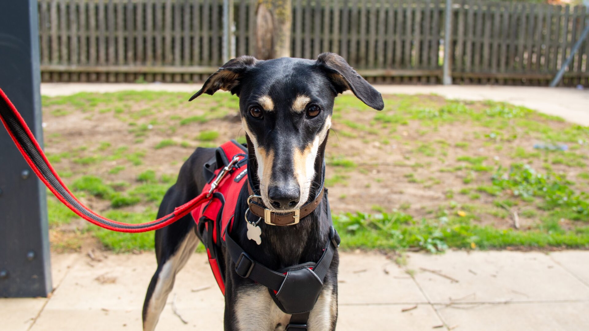 Black, white and Tan lurcher. Looking at the camera wearing a red harness and lead.