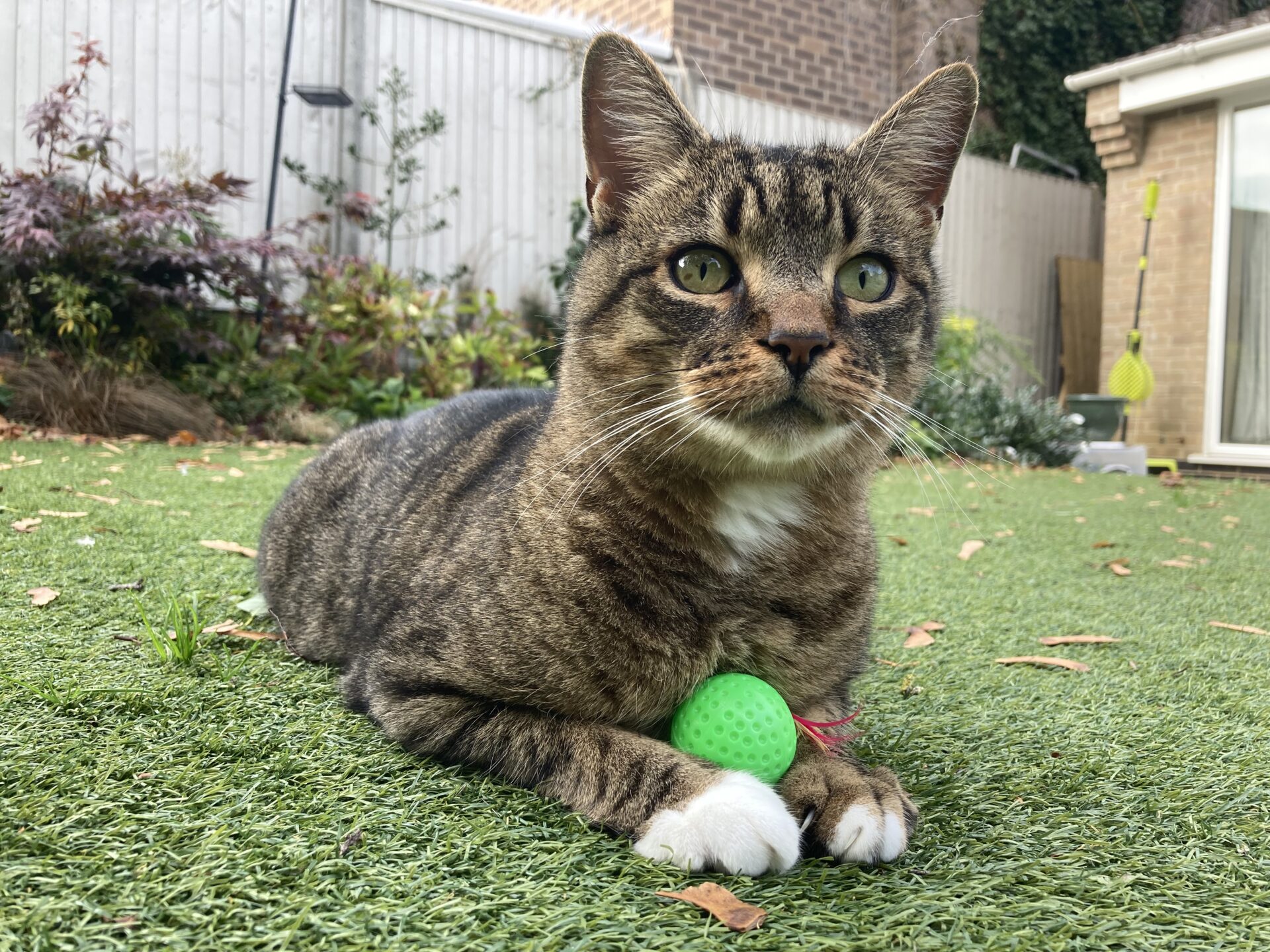 Oscar the domestic short hair cat with green eyes lies on artificial grass in a garden, resting one paw on a green ball. There are plants, a wooden fence, and a brick building in the background.
