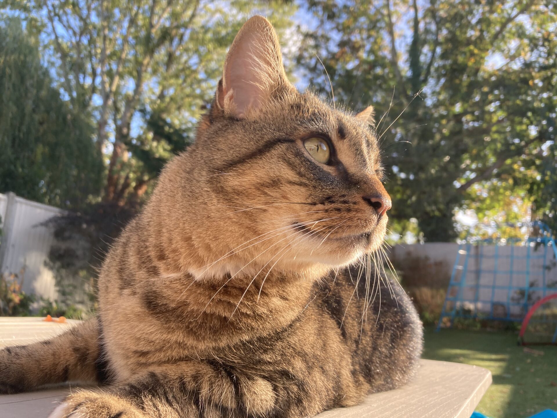 Oscar the domestic short hair cat lounges on a surface outdoors, gazing to the right. Sunlight highlights his face and fur, with green trees and a white fence blurred in the background.