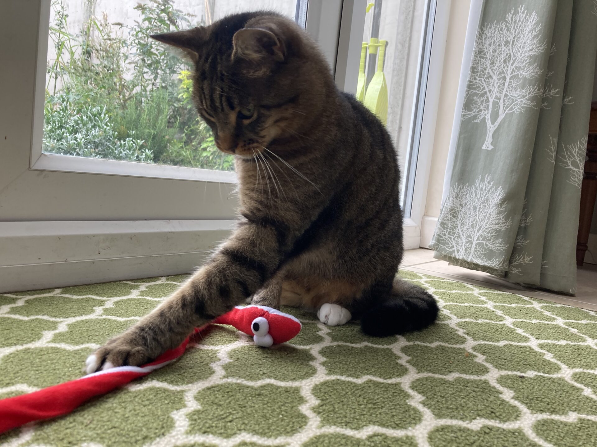 Oscar the domestic short hair cat sits on a green patterned rug by a glass door, playing with a red and white plush toy shaped like a snake.