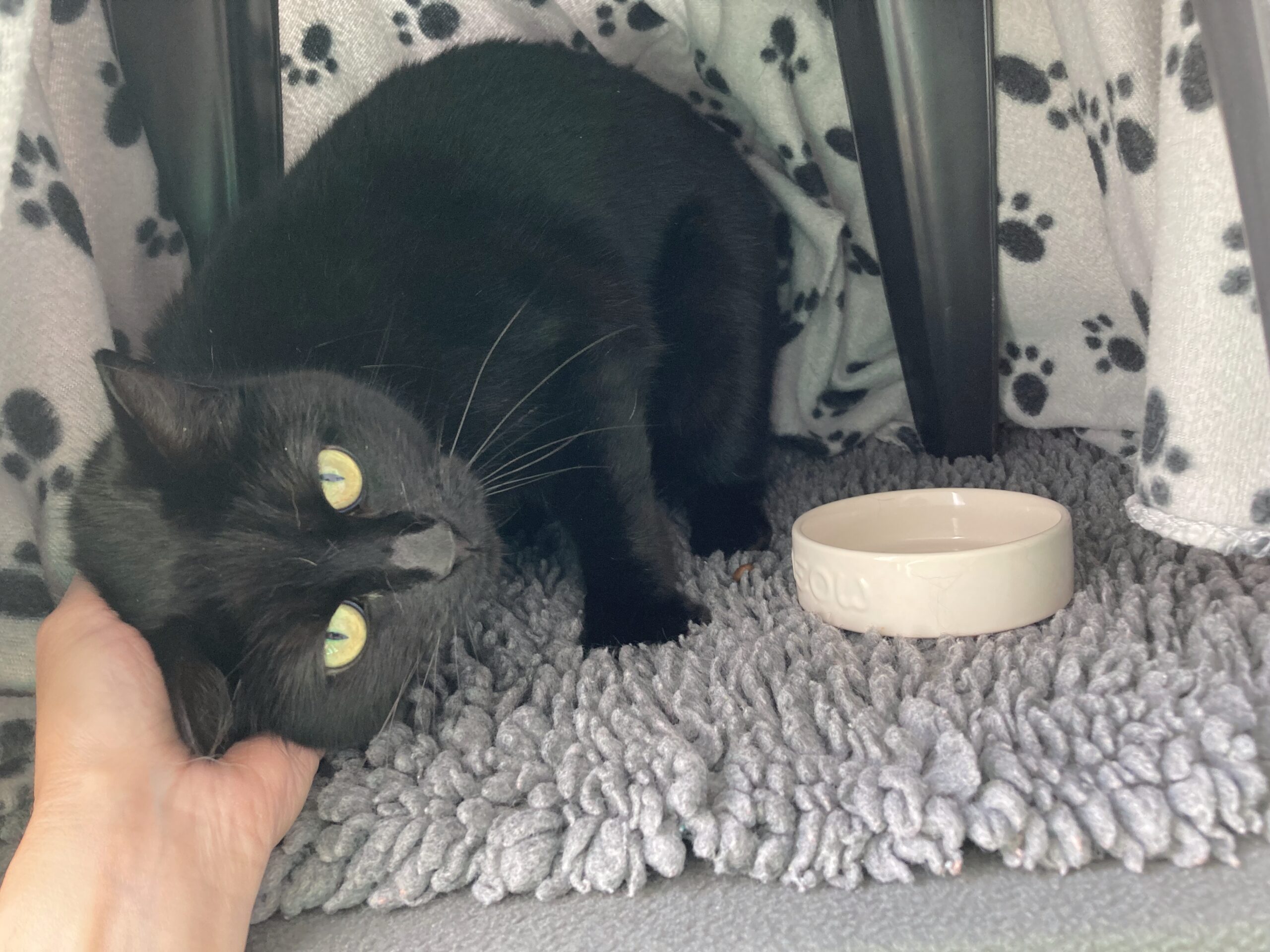 A black cat with yellow eyes is being gently petted under the chin while crouching on a fluffy gray mat. There is a white bowl nearby and a paw-print blanket draped above.