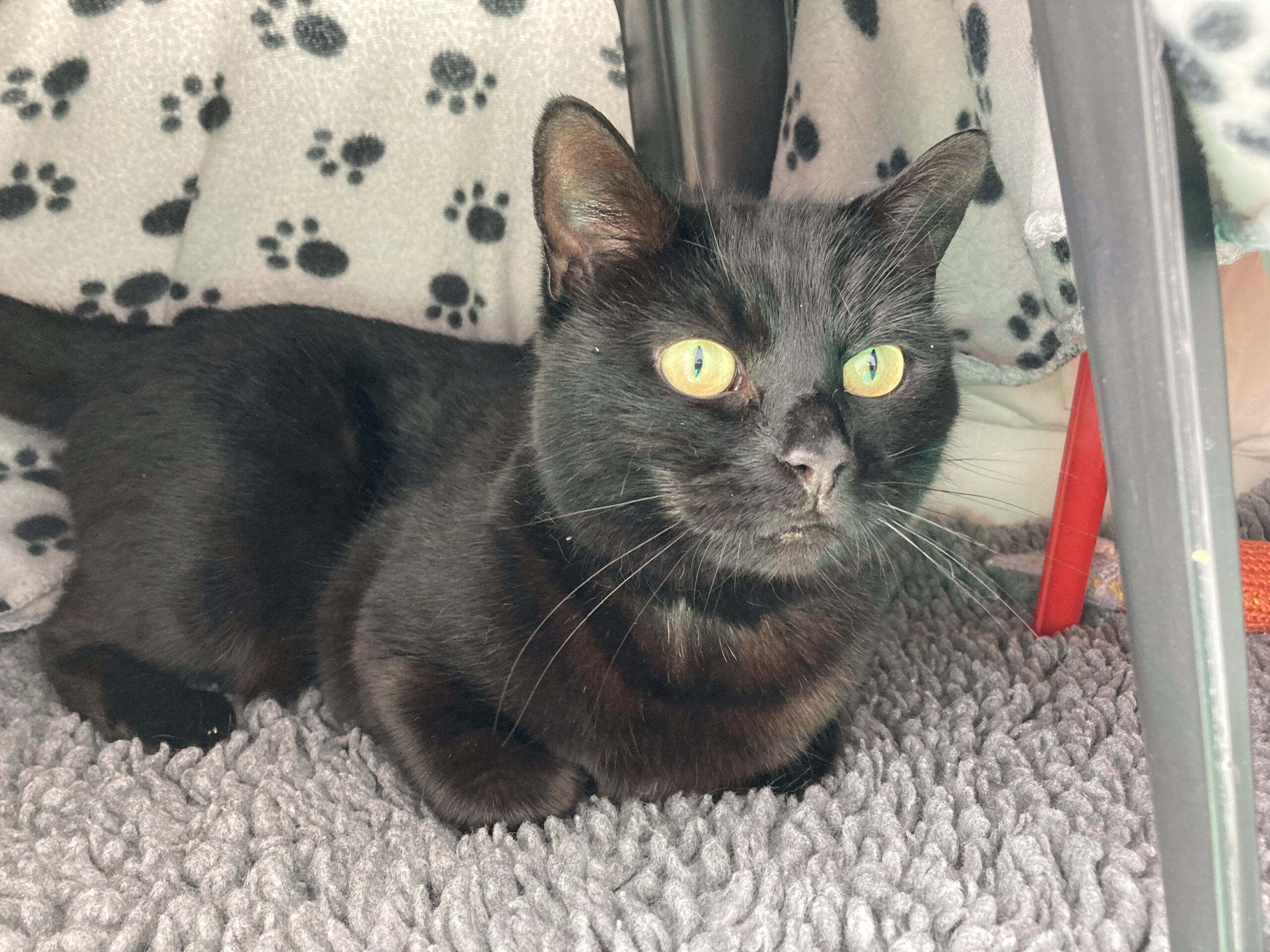 A black cat with yellow-green eyes lies on a gray textured rug, under a surface with a paw-print blanket in the background. The cat looks alert and relaxed.