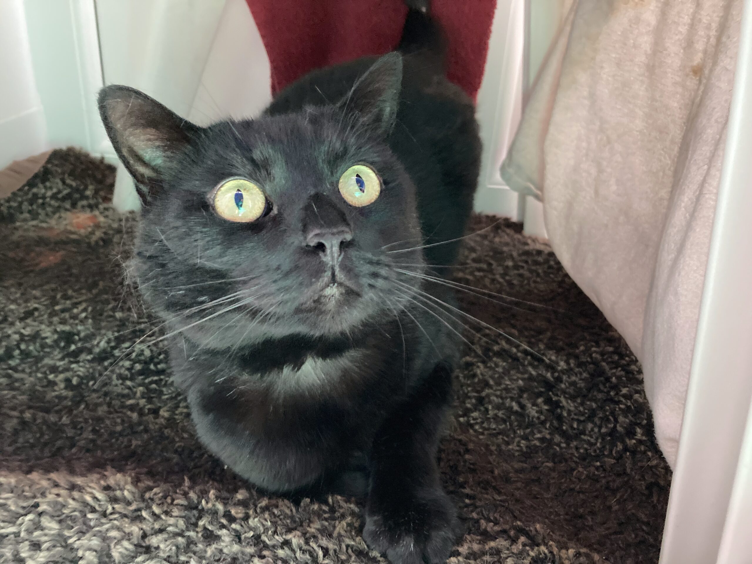 A black cat with wide green eyes crouches on a dark textured rug, looking slightly upward. The cat is indoors, surrounded by white furniture and light-colored fabric.