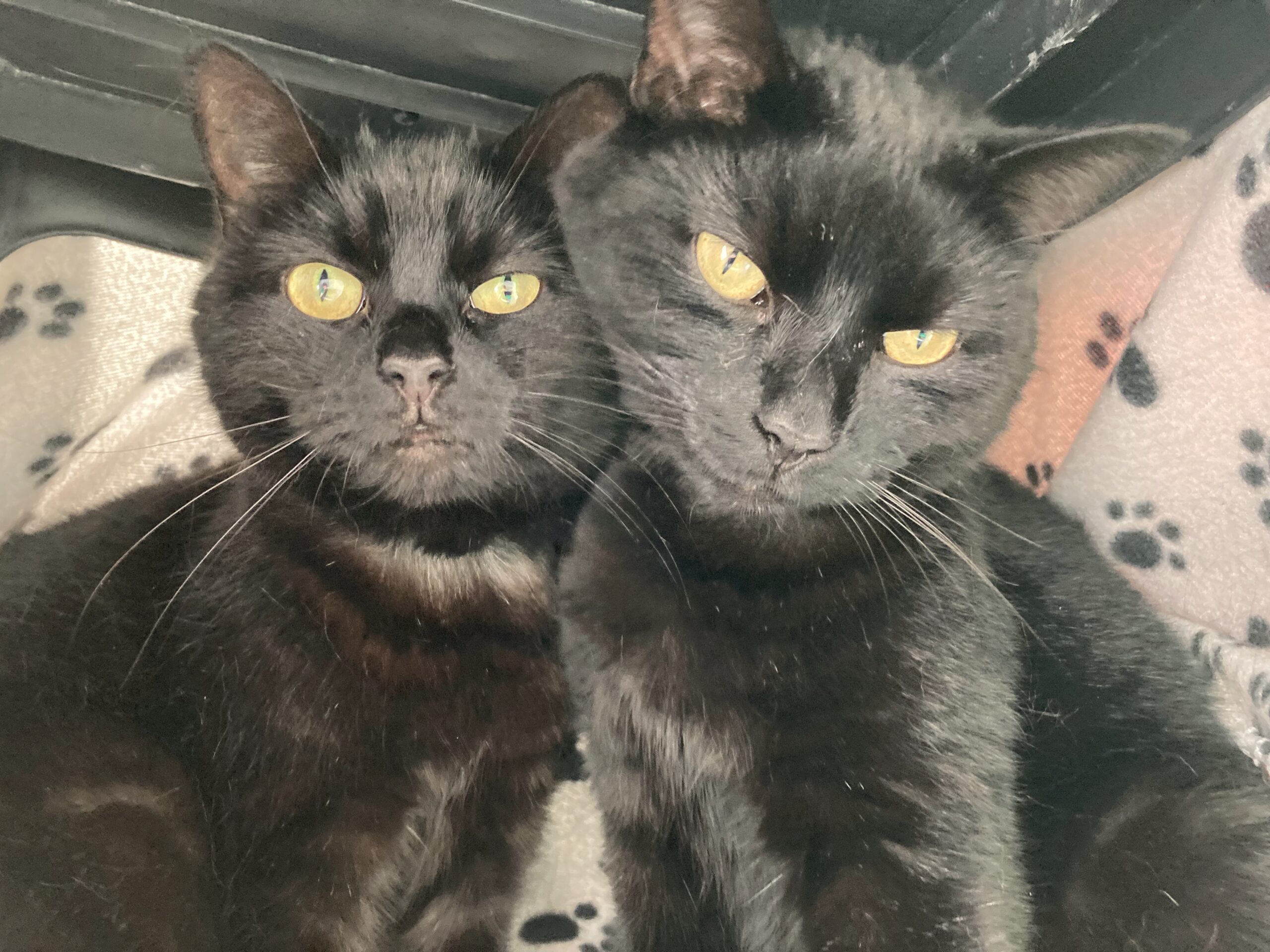 Two black cats with yellow eyes are sitting close together on a light-colored blanket with black paw prints. Both cats are looking directly at the camera.