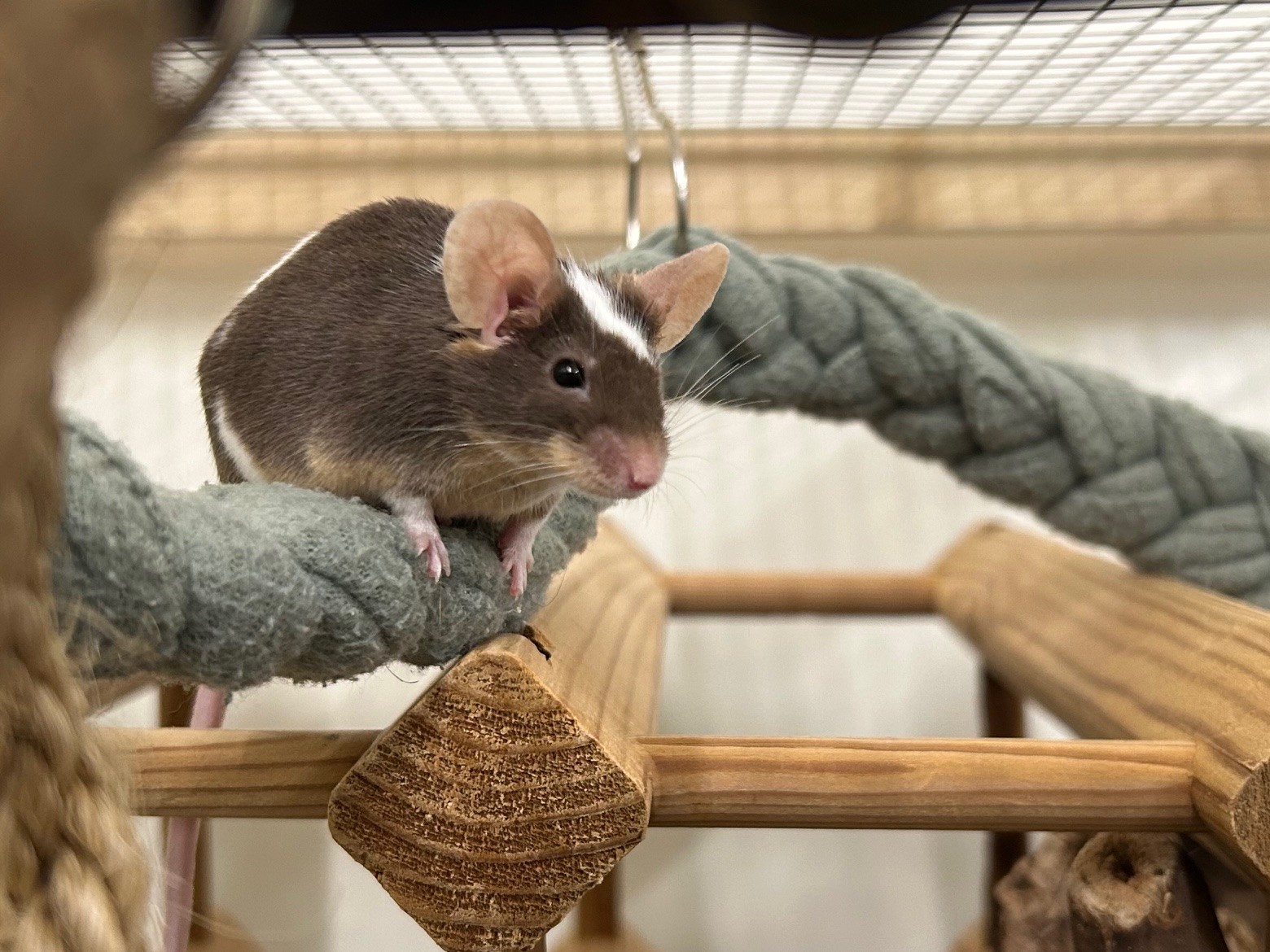 A small brown and white mouse with large ears sits on a soft braided perch inside a wooden enclosure, with mesh wire and wooden structures visible in the background, creating a cozy habitat for the curious mouse.