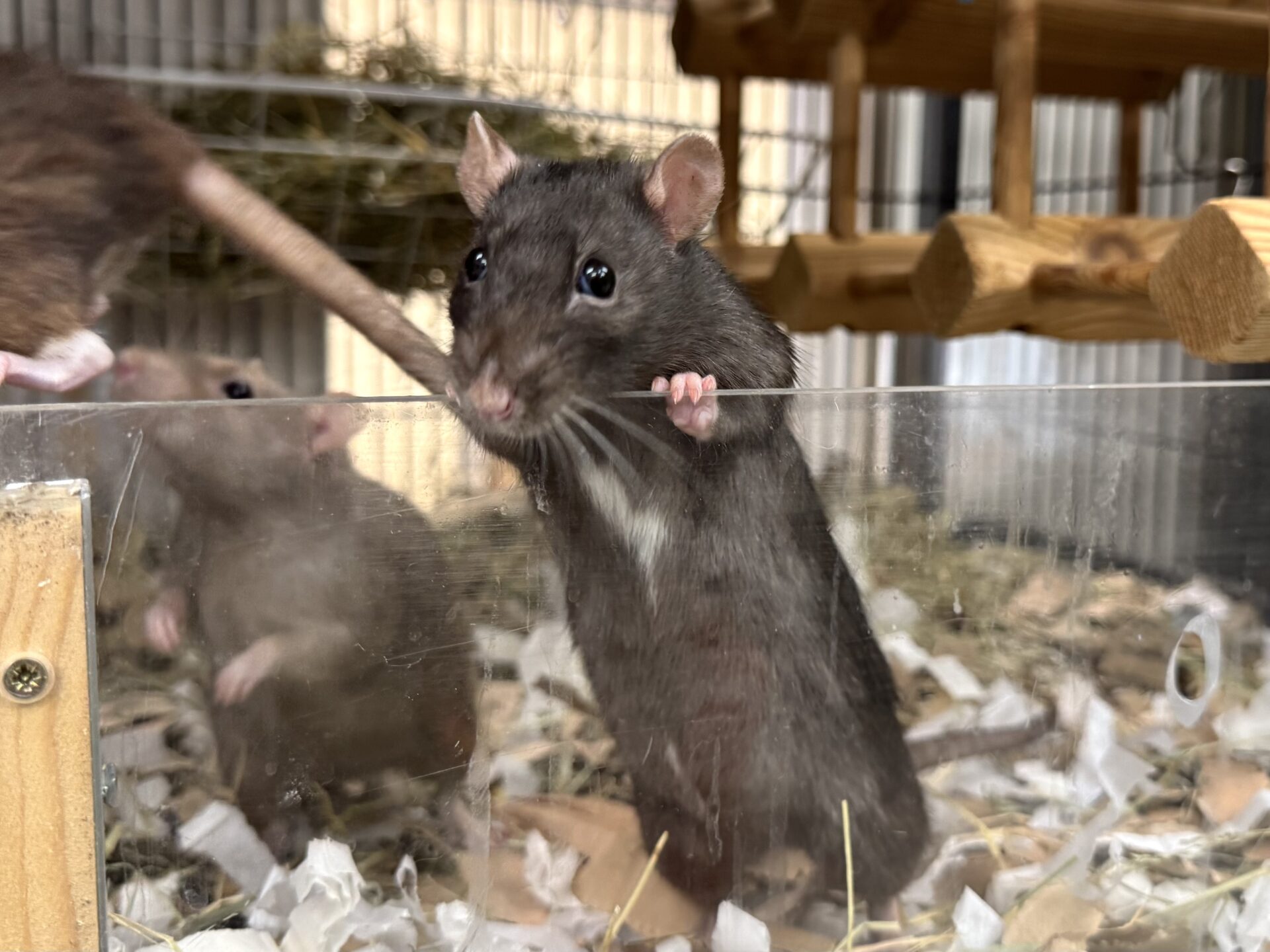 A black and white rat stands on its hind legs, gripping the edge of a clear enclosure with one paw while looking outward. Another rat and shredded bedding are visible inside the enclosure.