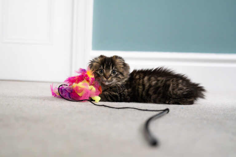 A fluffy, dark tabby kitten lies on a carpet next to a colorful feather toy, looking up with wide eyes. The background shows a white door and teal wall.