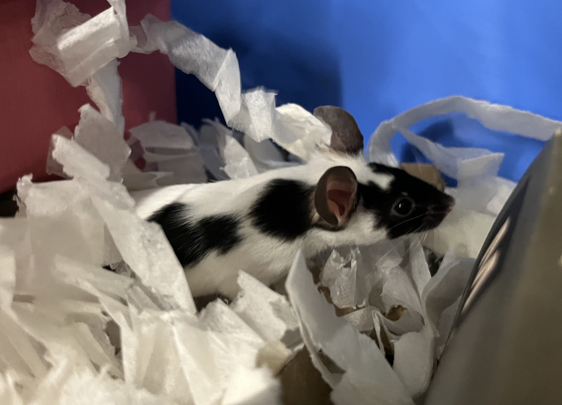 A small black and white mouse explores shredded white paper bedding inside an enclosure with a blue background and a pink structure.