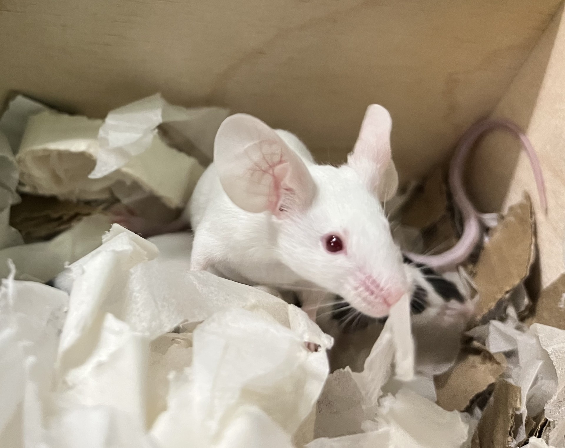 A white mouse with pink eyes and large ears sits on shredded paper bedding in a wooden enclosure, with part of its pink tail visible in the background.