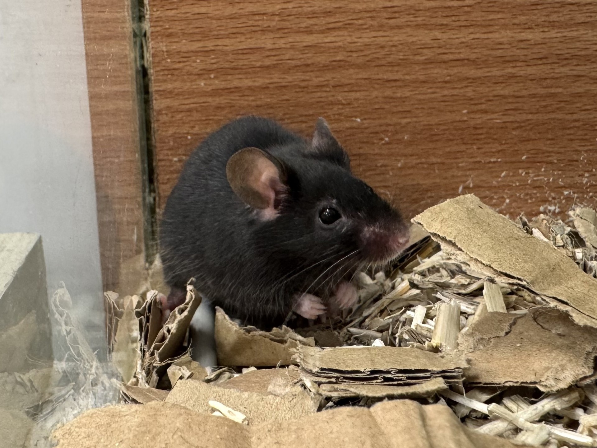 A small black mouse with pink ears and paws sits on shredded cardboard and bedding in a glass tank cage. The mouse looks alert, its tiny whiskers twitching as it faces slightly to the right.