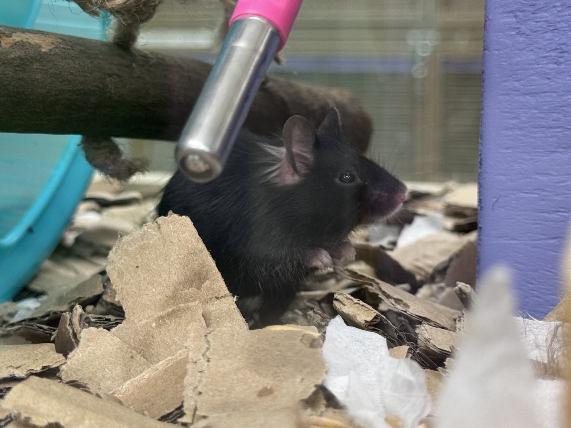 A black mouse with a white spot on its chest stands on shredded cardboard bedding near a water bottle in an enclosure.