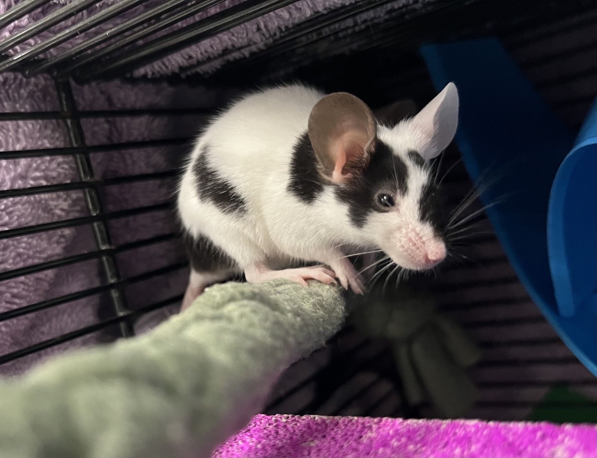A black and white mouse with large ears stands on a soft, green rope inside a cage, surrounded by purple fabric and blue plastic structures.