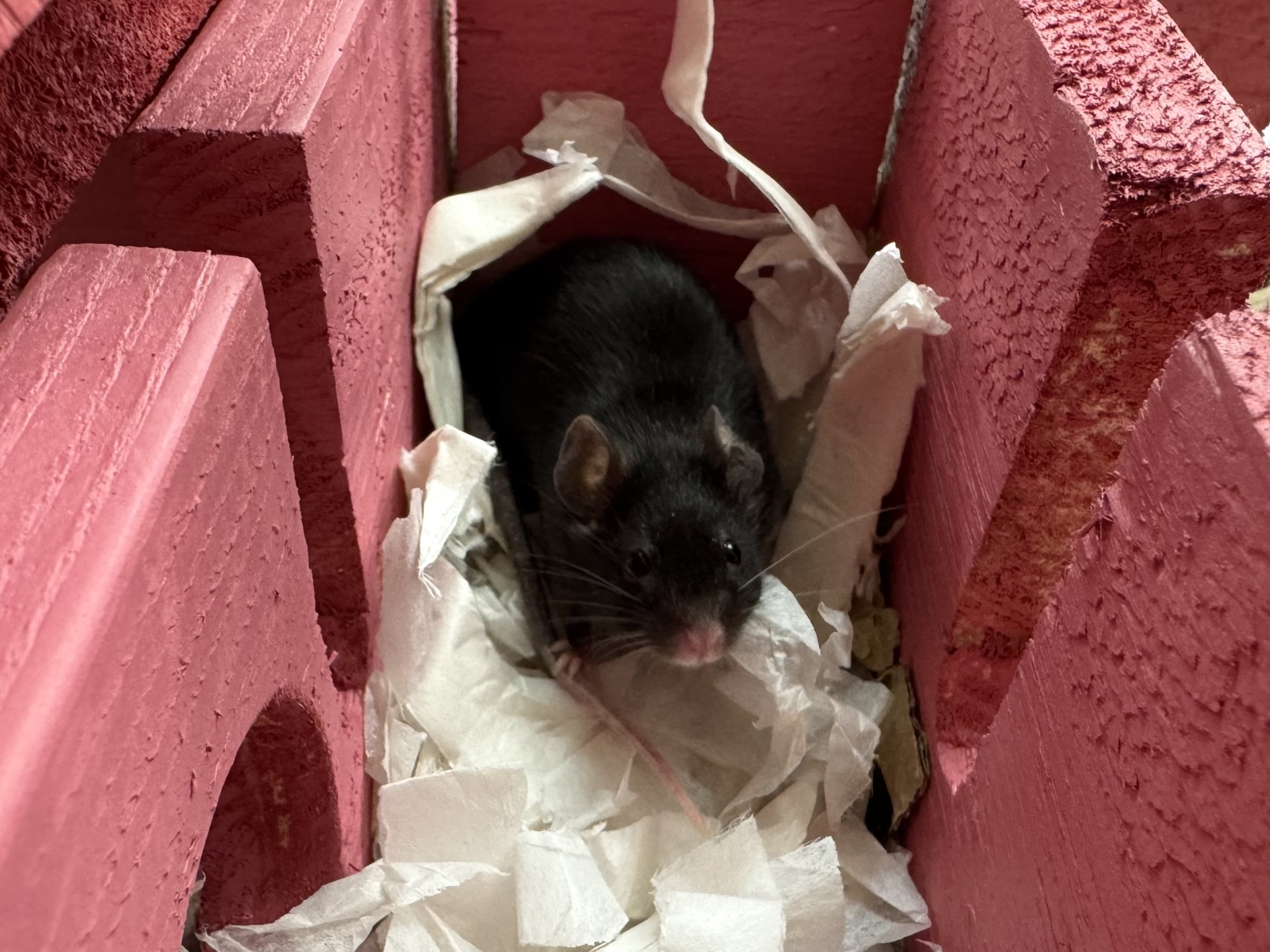 A small black mouse sits nestled in torn white tissue inside a red wooden enclosure, the little mouse looking up towards the camera.