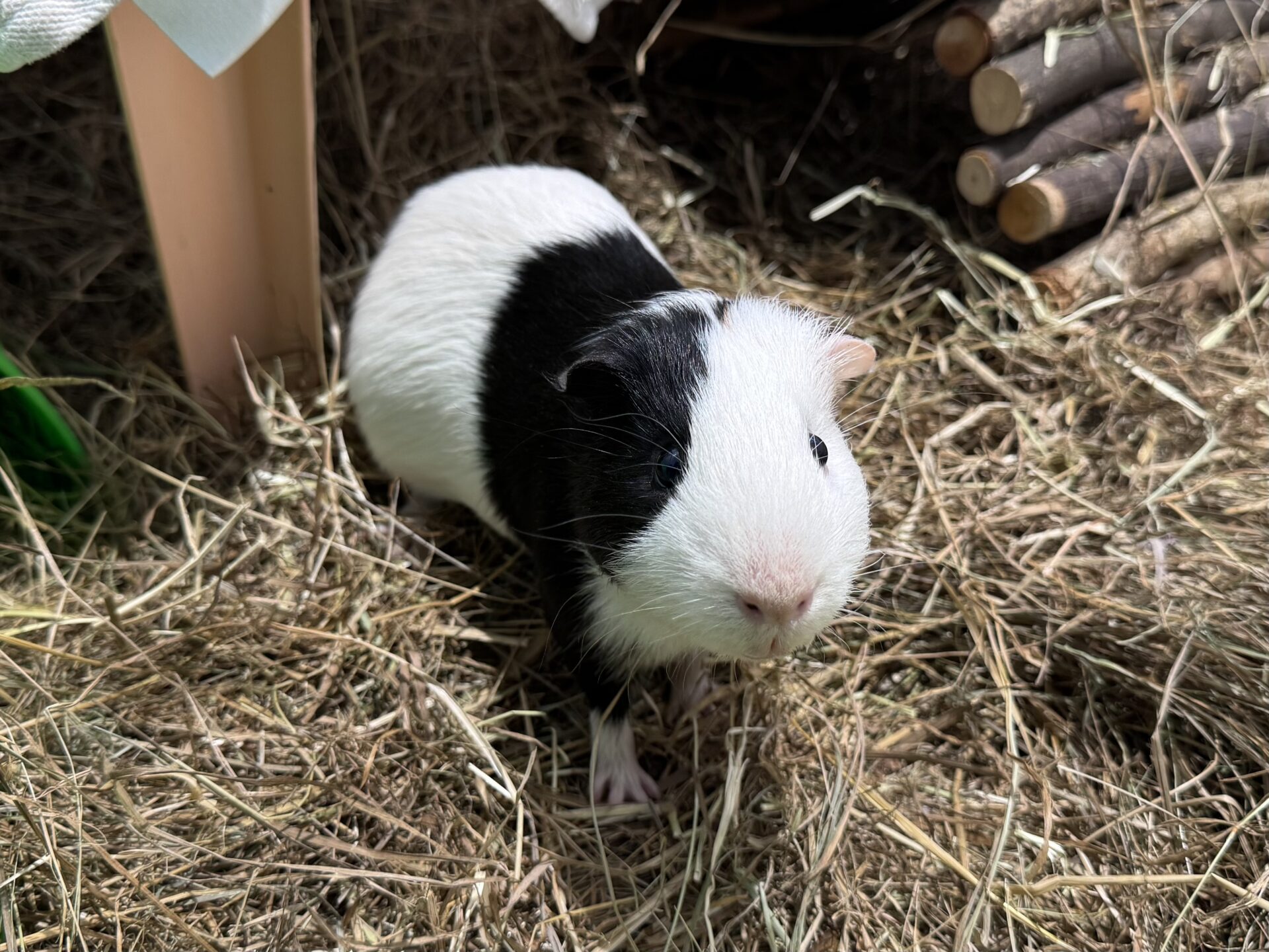 A black and white guinea pig sits on dry hay, looking up toward the camera.