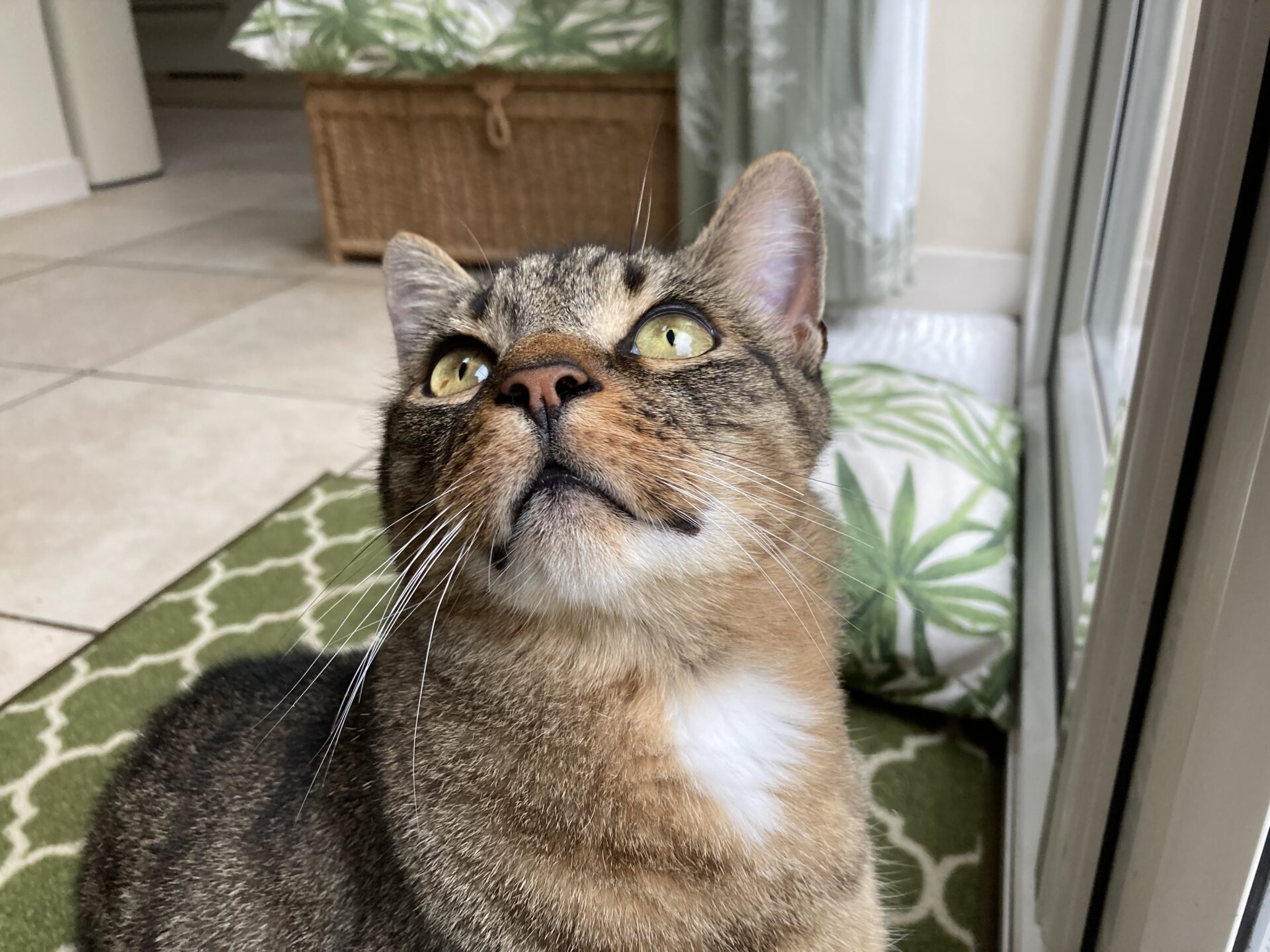 A tabby cat with green eyes and a white patch on its chest looks up while sitting indoors on a green patterned rug near a window and plant-themed decor.