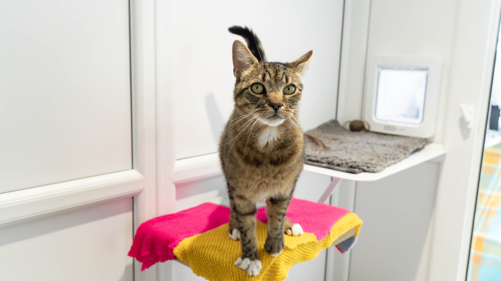 A brown tabby cat with white paws stands on a cat perch covered with a pink and yellow blanket, looking attentively forward in a bright, modern room with white walls.