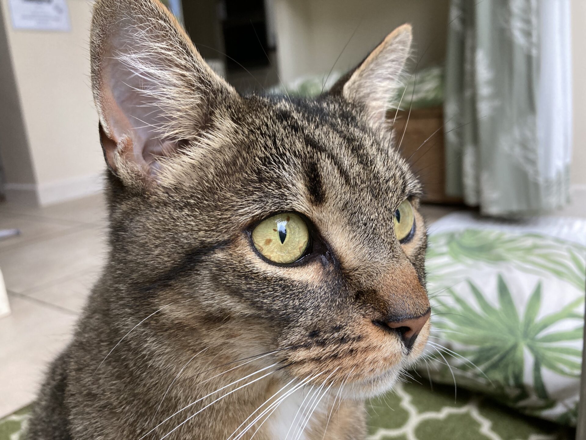 Close-up of a tabby cat with greenish-yellow eyes, looking attentively to the right, indoors with a green leafy-patterned pillow and light-colored furnishings in the background.