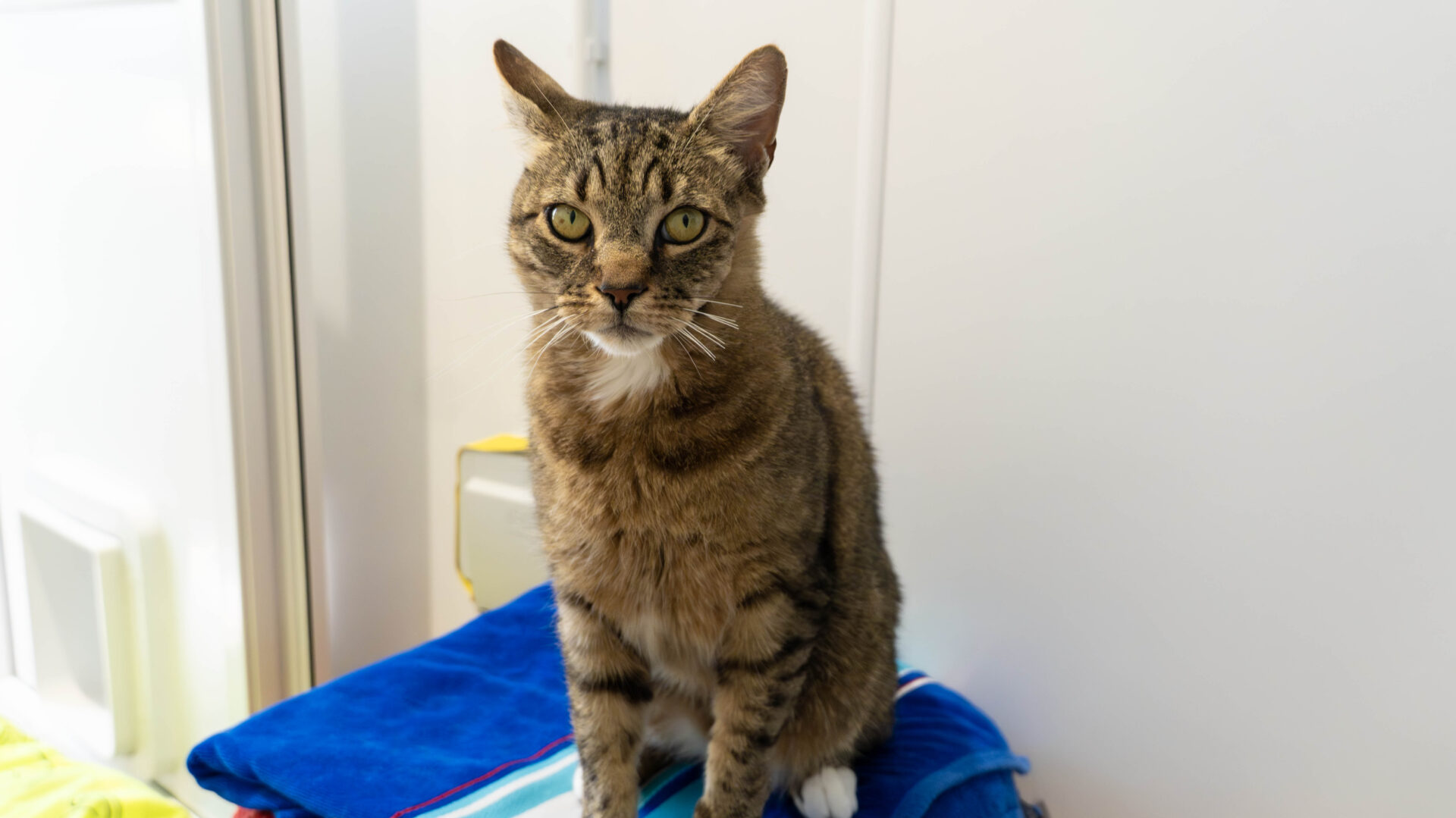 A brown tabby cat with green eyes sits upright on a stack of blue towels in a brightly lit room, looking directly at the camera. The background is a plain, light-colored wall.