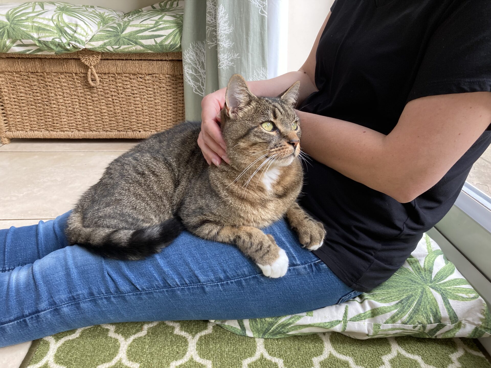 A tabby cat with white paws sits on a person’s lap, who is wearing a black shirt and blue jeans. The person is gently holding the cat in a bright room with green and leaf-patterned decor.
