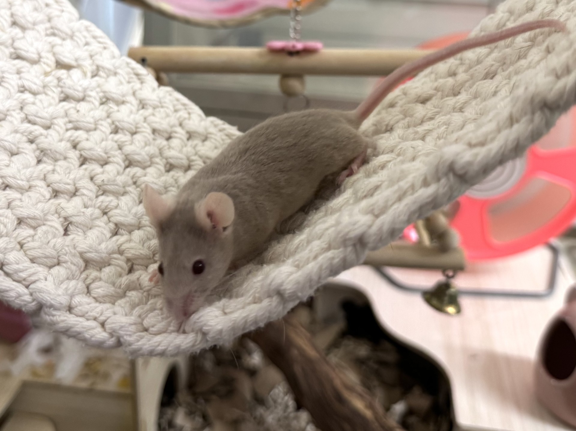 A small gray mouse with a long pink tail is walking on a thick, white, knitted hammock in a mouse enclosure, with toys and cage accessories visible in the background.