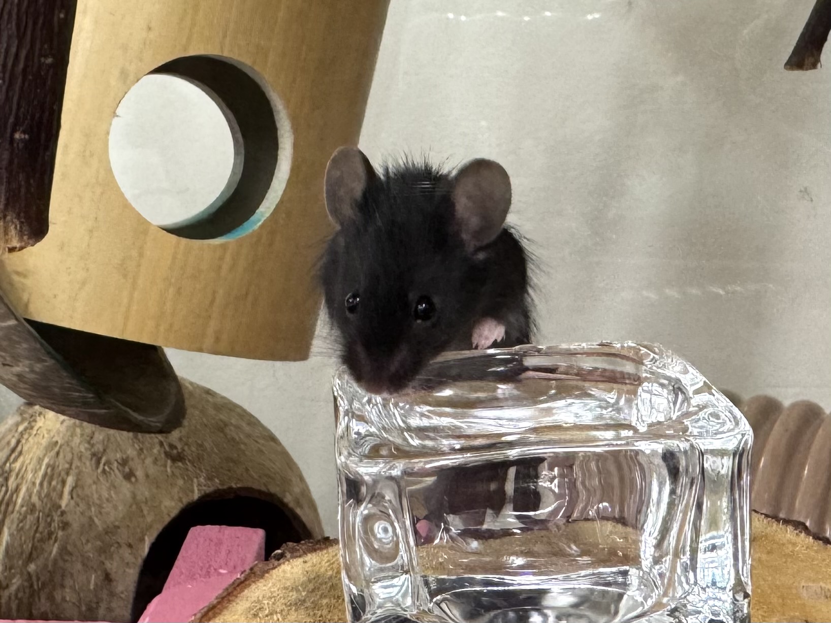 A curious mouse stands on its hind legs, sniffing or peering over the edge of a clear glass container. Various wooden and colorful objects fill the background.