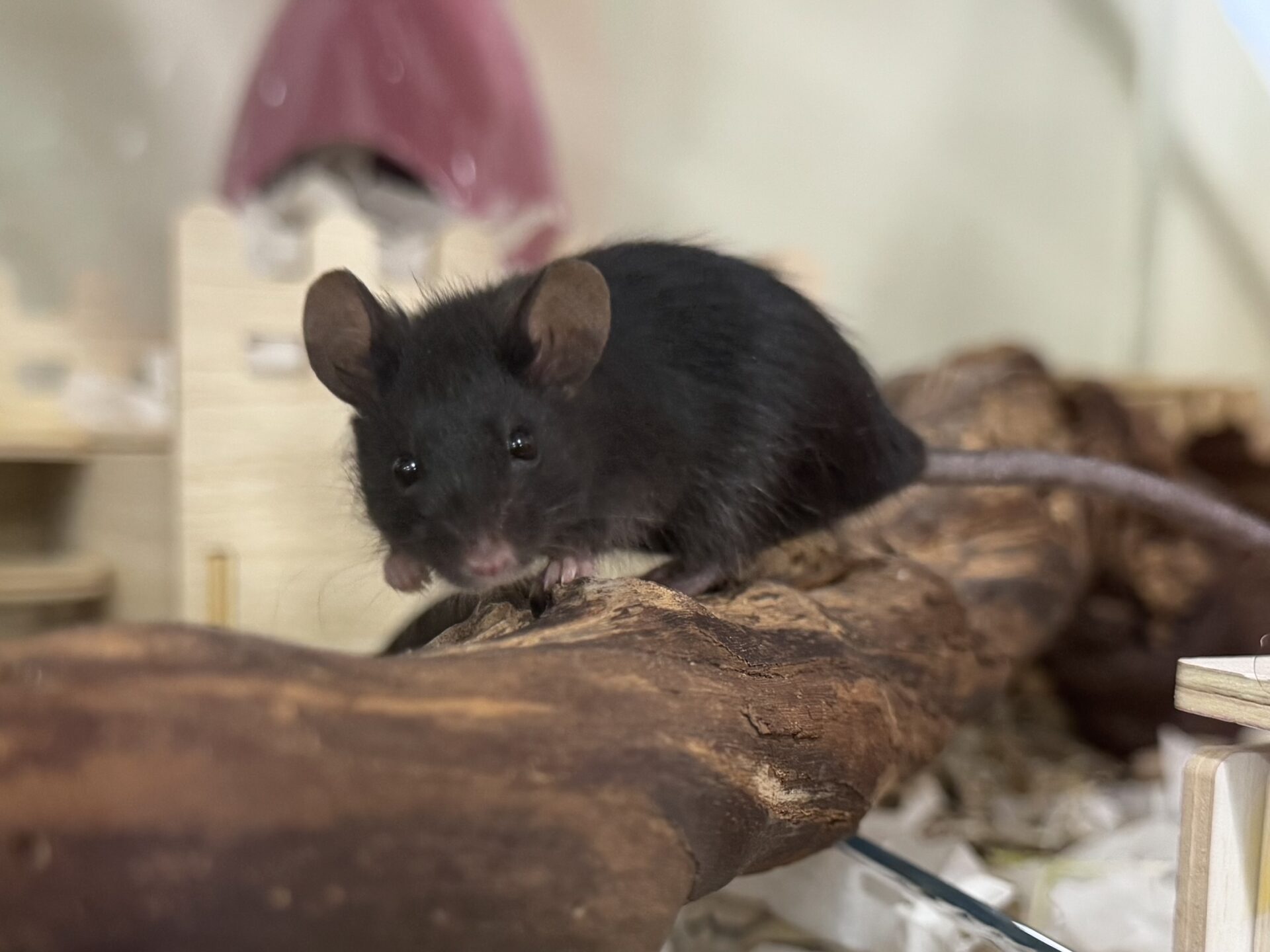 A black mouse with large ears and a long tail stands on a piece of brown wood inside a cage, surrounded by wooden structures and bedding—an active scene from this little mouse’s cozy habitat.