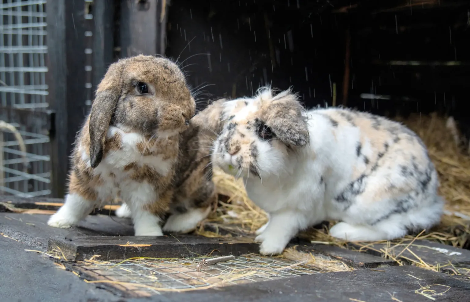 Two lop-eared rabbits with mottled brown, white, and black fur sit on a wooden surface with hay, nuzzling each other inside a dim, rustic enclosure.