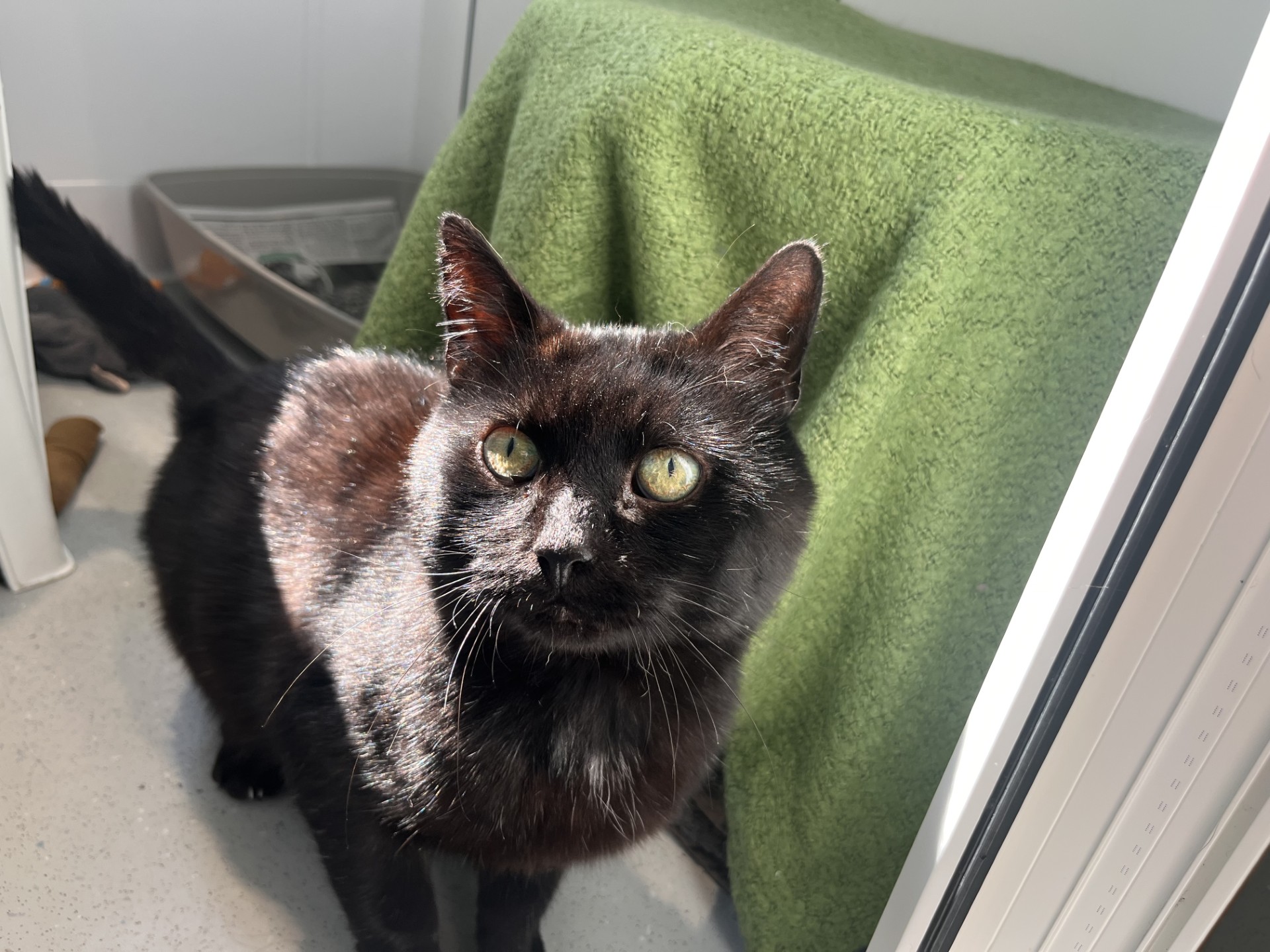 A black cat with green eyes sits on a sunlit floor indoors, looking up. A green blanket covers a nearby surface, and a litter box is visible in the background.
