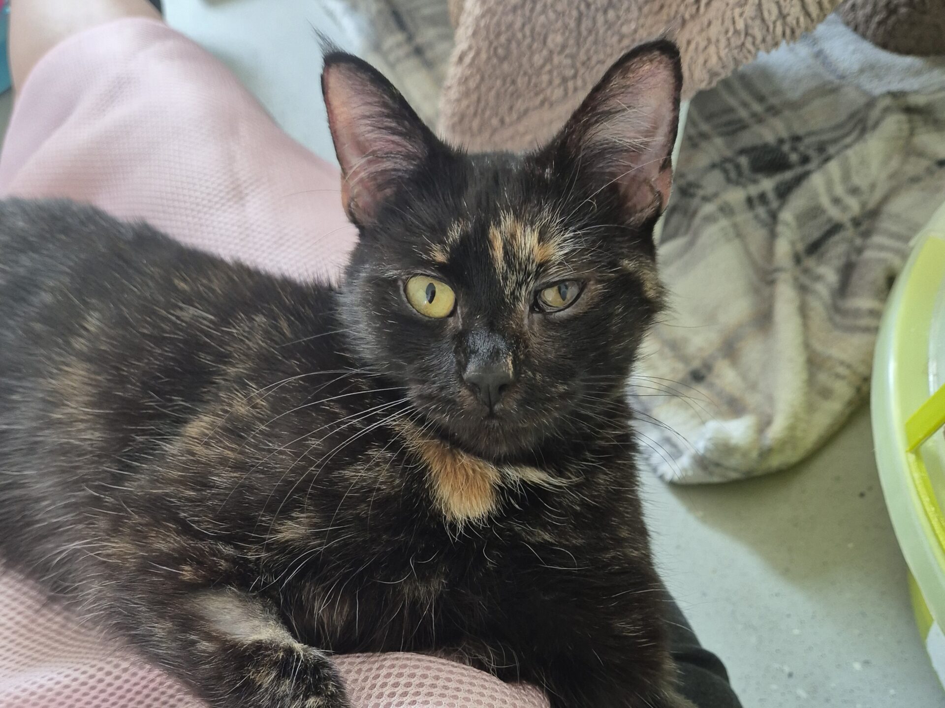 A tortoiseshell cat with yellow eyes lies on a persons pink-clad lap, looking at the camera. A blanket and a yellow item are visible in the background.