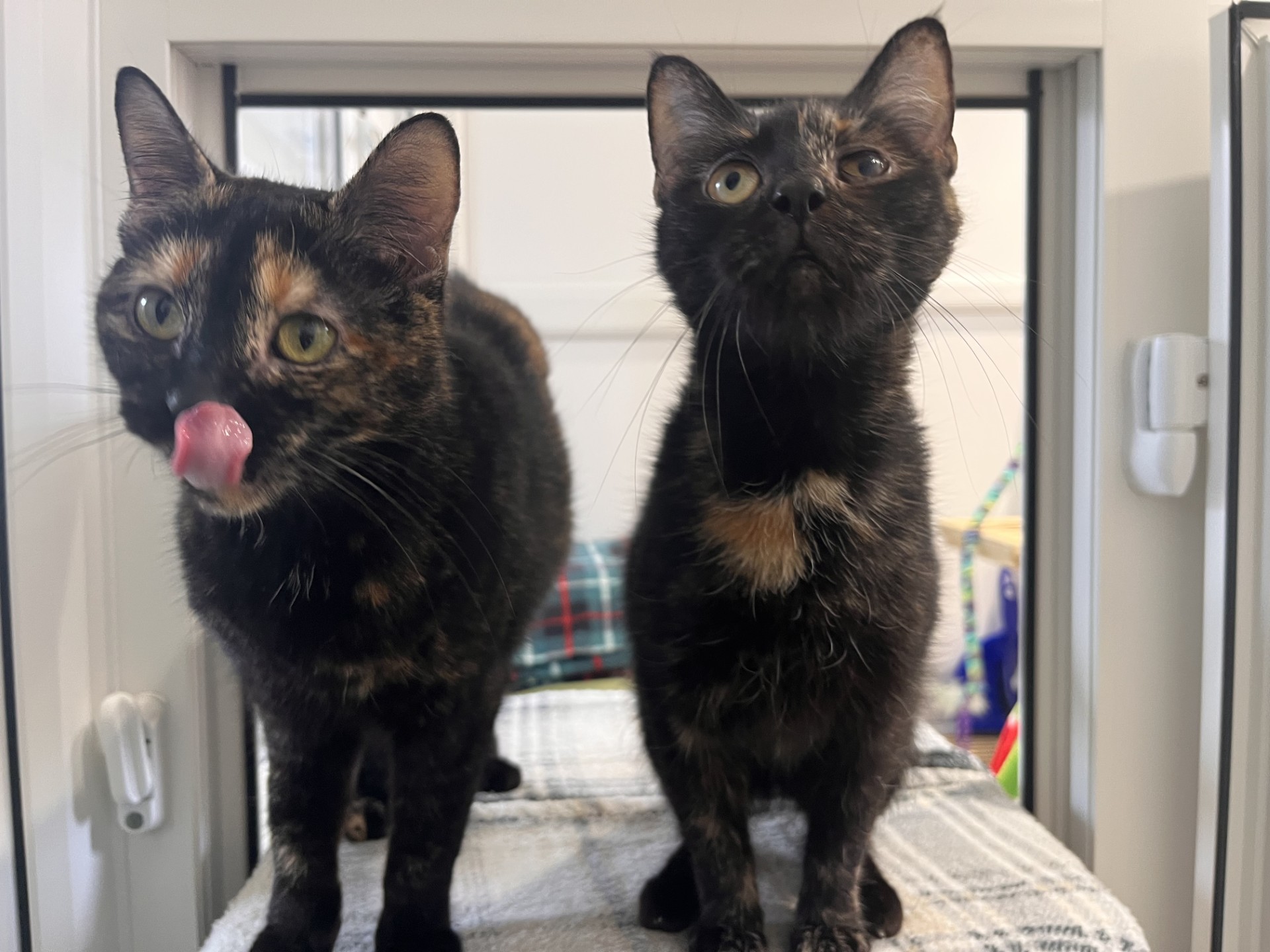 Two tortoiseshell cats stand side by side on a soft surface near a window. One cat is licking its nose while the other looks forward with wide eyes. Both have unique orange and black markings.