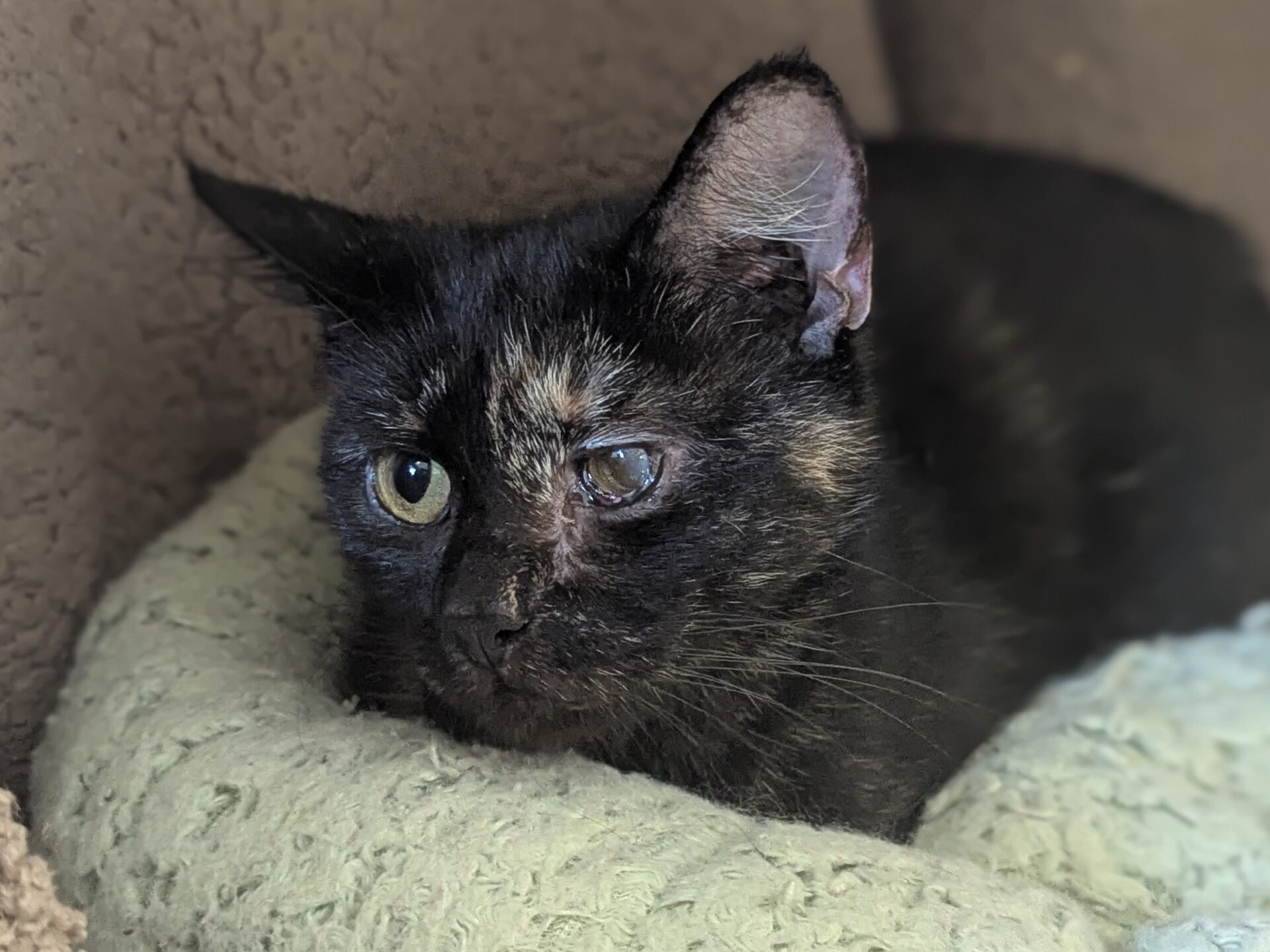 A tortoiseshell cat with one cloudy eye lies on a soft, light green blanket, looking calm and relaxed.