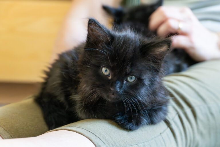 A fluffy black kitten with green eyes lies on a persons lap, looking at the camera. The person, wearing green pants, gently pets another black kitten in the background.