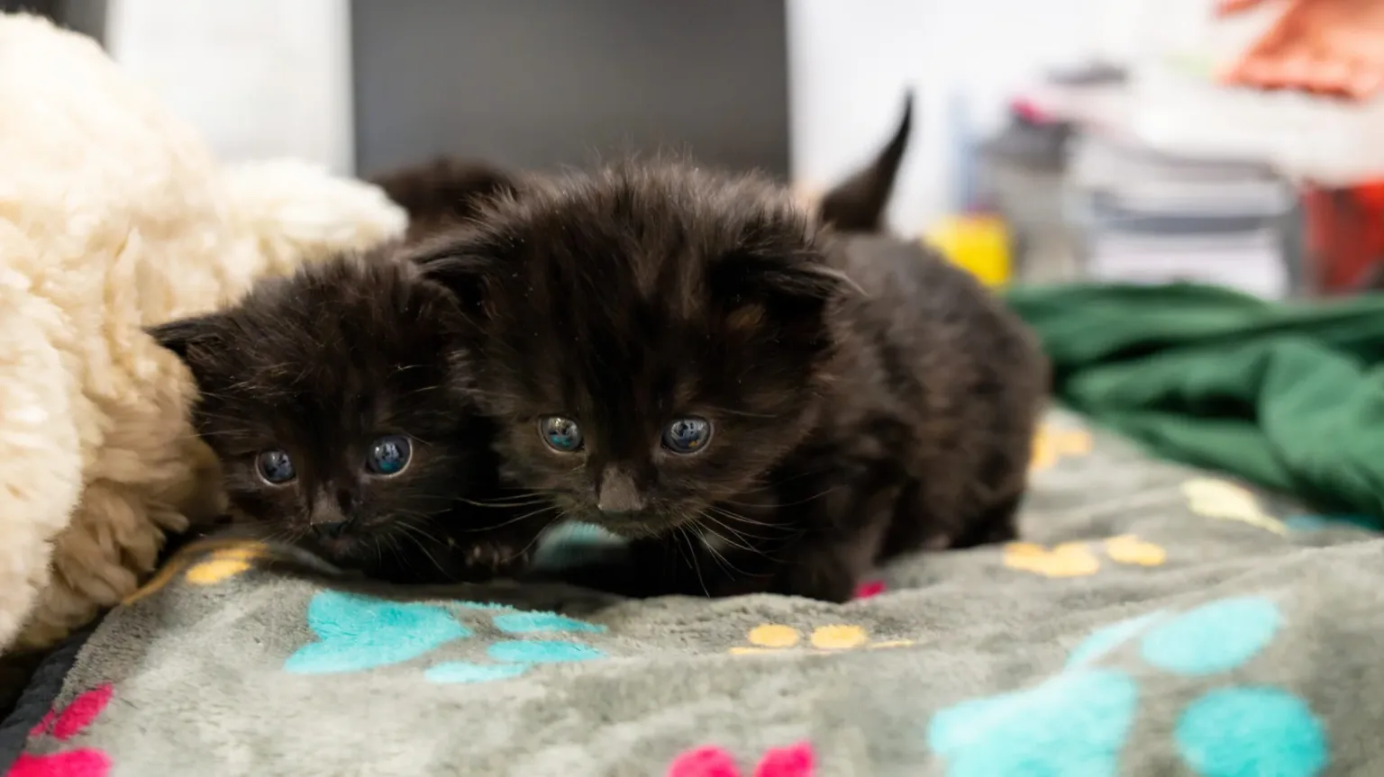 Two fluffy black kittens with blue eyes are cuddled close together on a soft, grey blanket with colourful paw prints. The background is blurred, showing some green and orange objects.