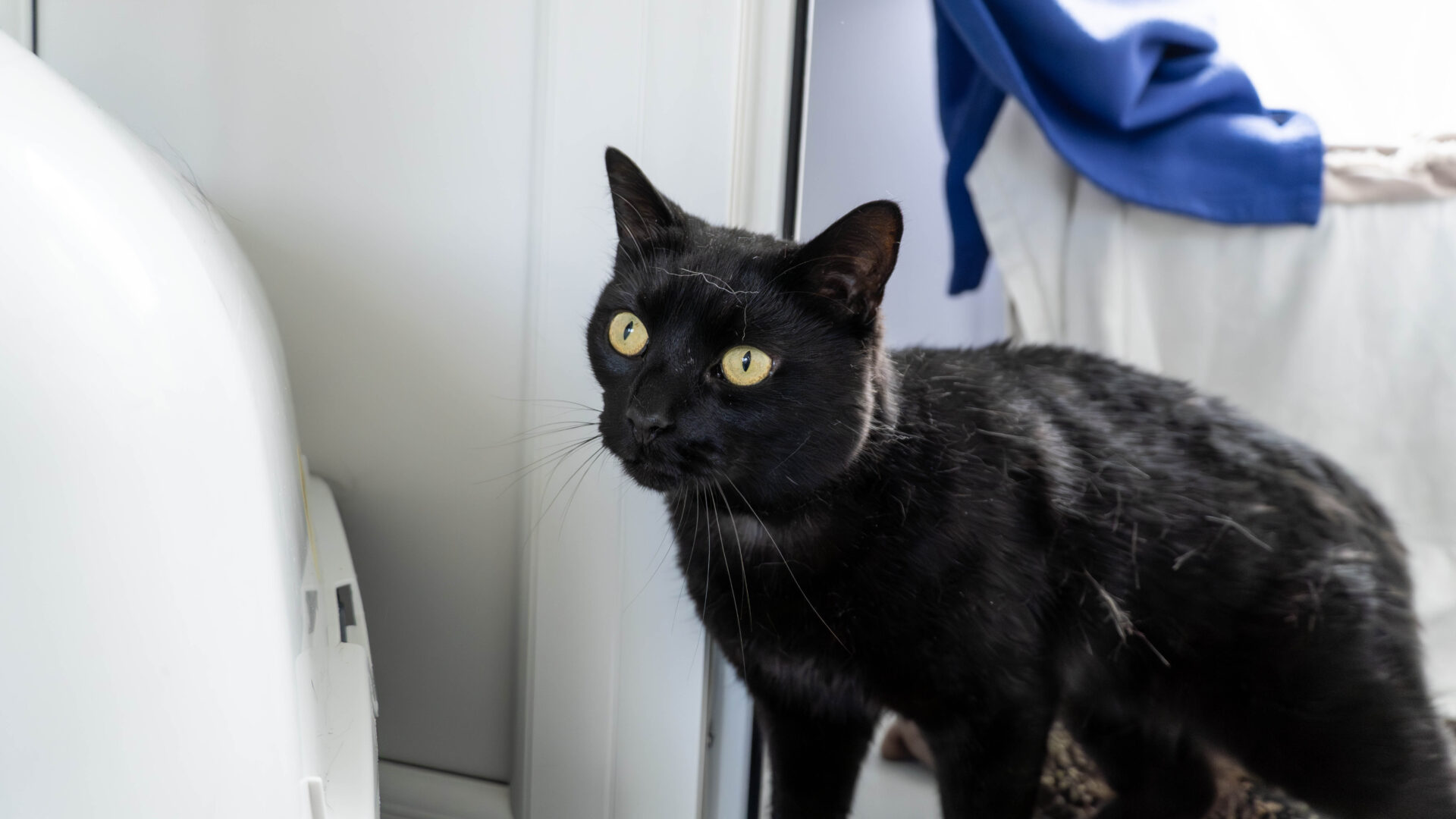 A black cat with bright yellow eyes stands indoors, looking alertly to the left. The background includes a white wall, furniture, and a blue cloth draped over a surface.