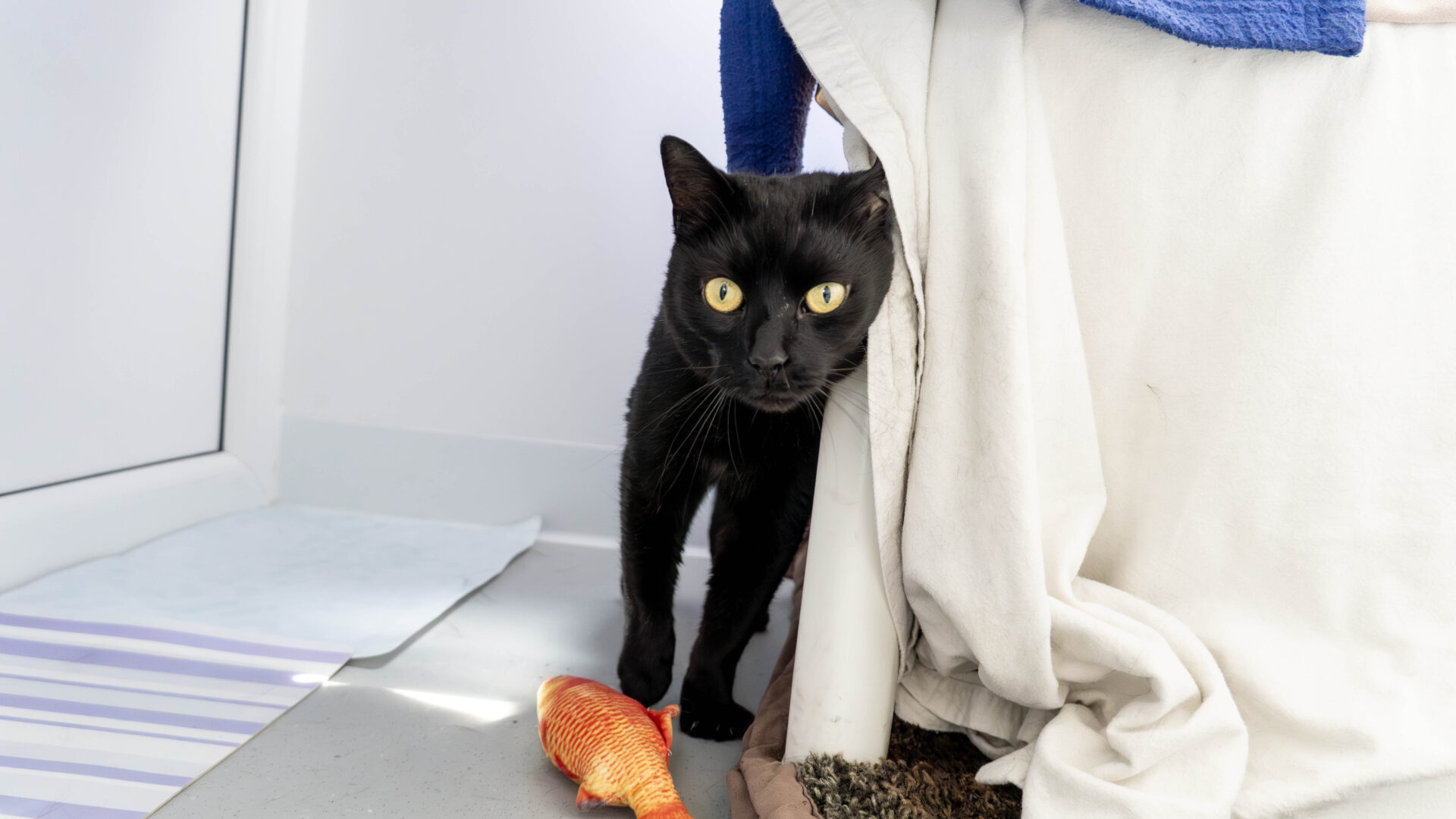 A black cat with bright yellow eyes stands partially hidden behind a bed draped with a white blanket, next to a toy fish on the floor.