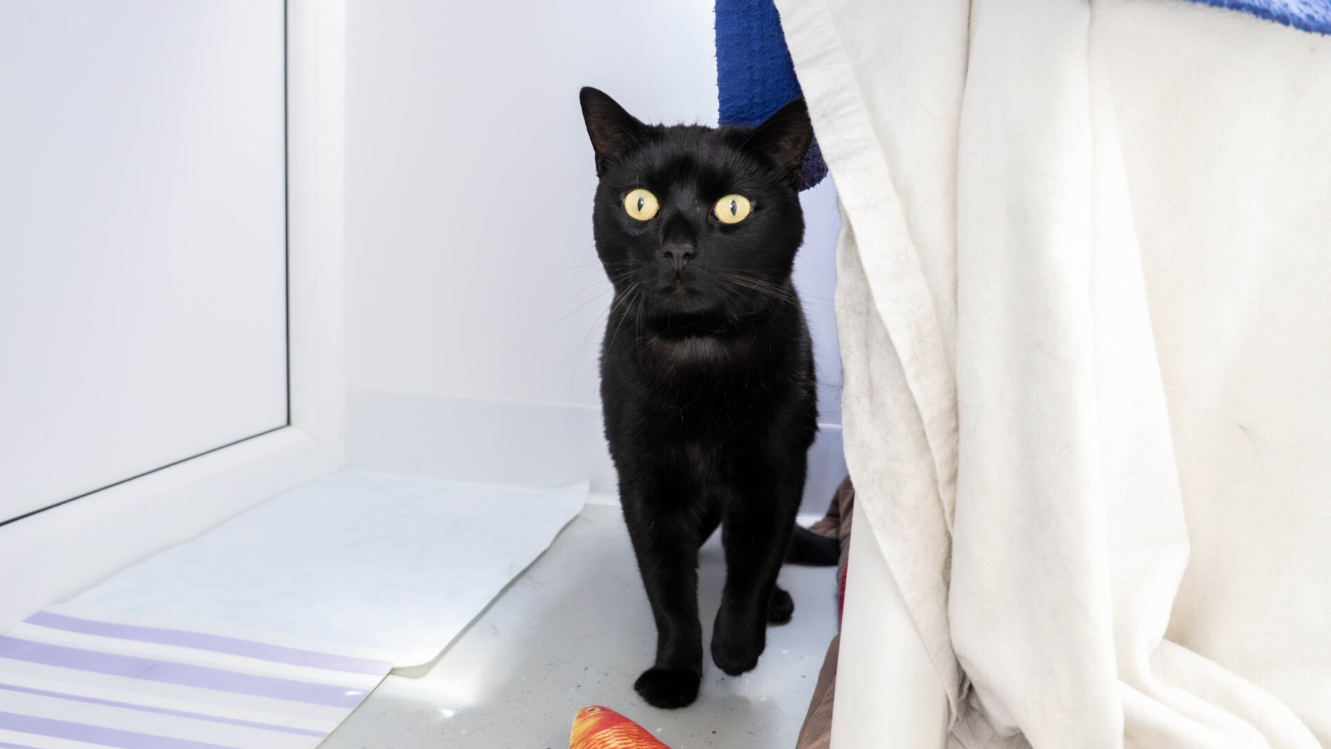 A black cat with bright yellow eyes stands on a light-colored floor near a window, partially hidden by a white blanket. A small orange toy lies on the floor nearby.