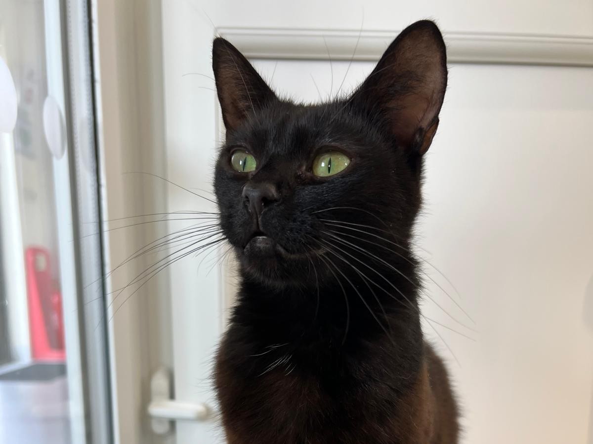 A close-up of a black cat with green eyes looking upwards, sitting indoors near a white door and window, with sunlight softly illuminating its face.