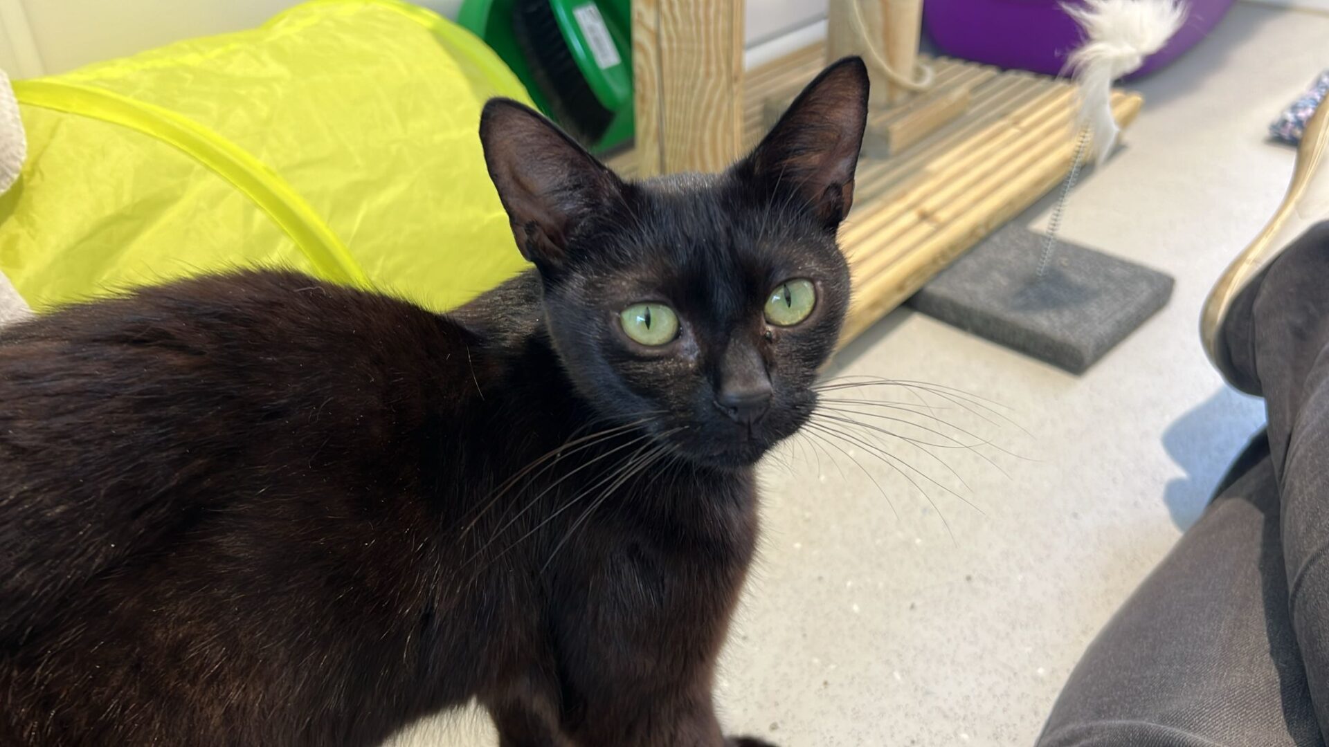 A sleek black cat with green eyes stands indoors on a light-colored floor, looking toward the camera. Cat toys and a scratching post are visible in the background.