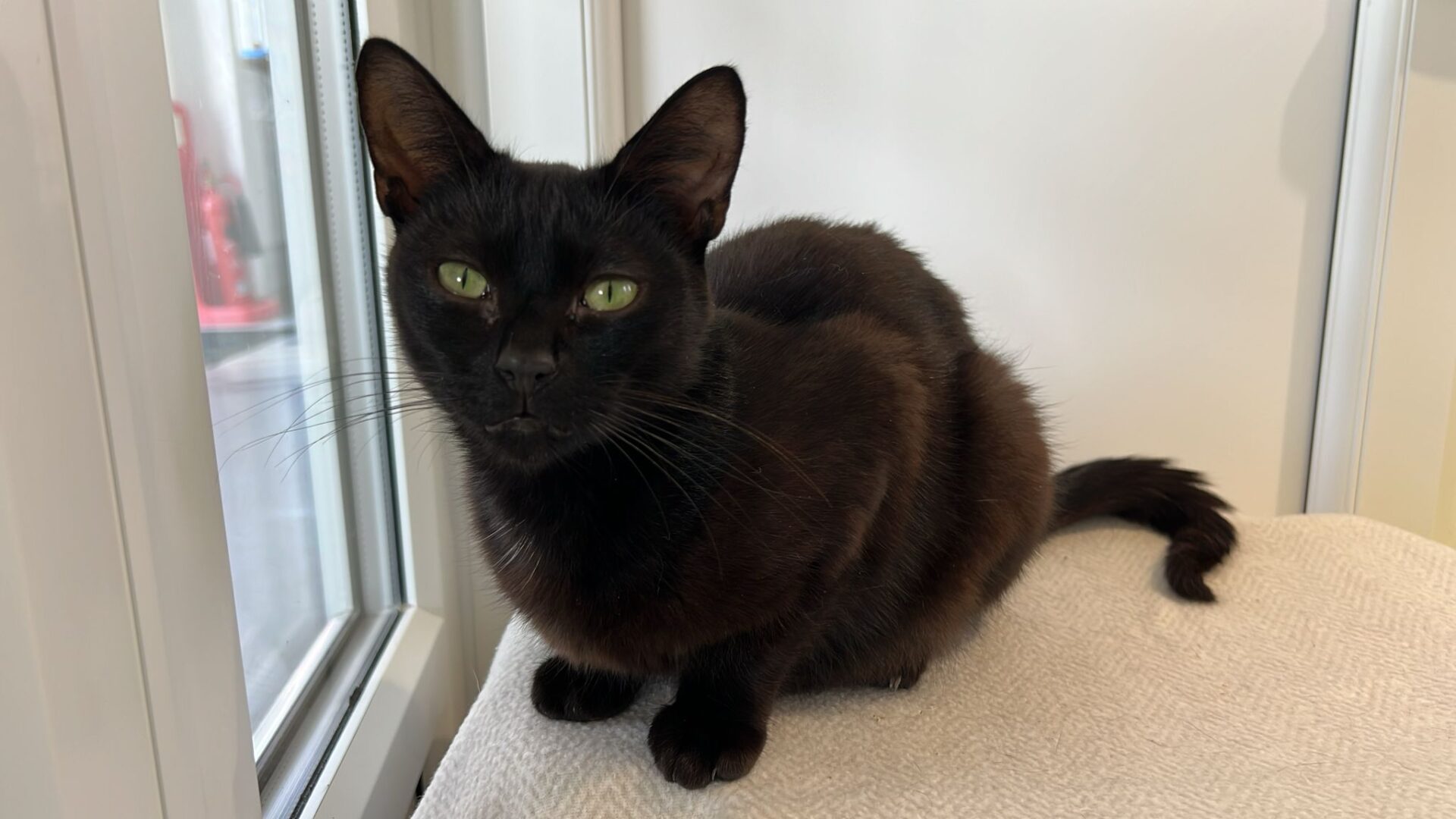 A black cat with green eyes sits on a light-colored surface next to a window, looking directly at the camera.