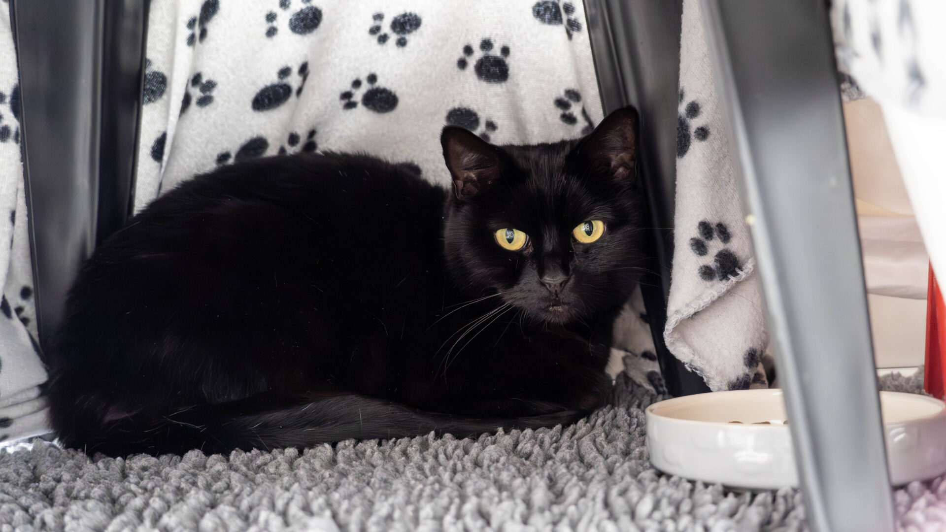 A black cat with yellow eyes is lying on a gray textured rug under a table, next to a white food bowl. Behind the cat is a white blanket with black paw prints.