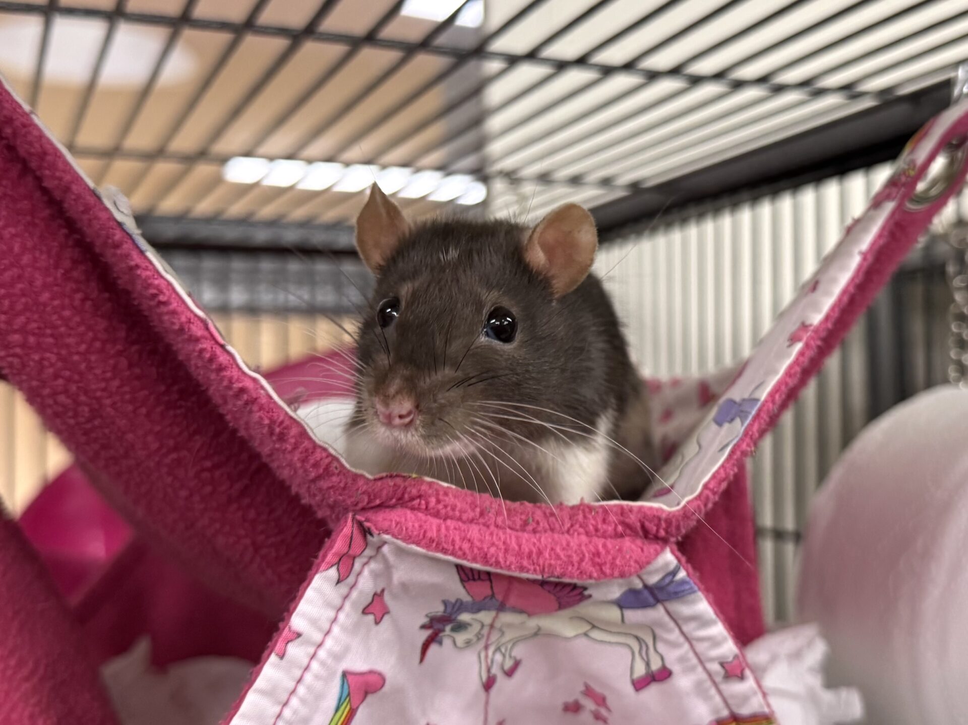 A top eared rat sits in a pink fabric hammock decorated with unicorns inside a metal cage, looking alert and curious. The black and white rat enjoys its cozy perch as it surveys its surroundings.