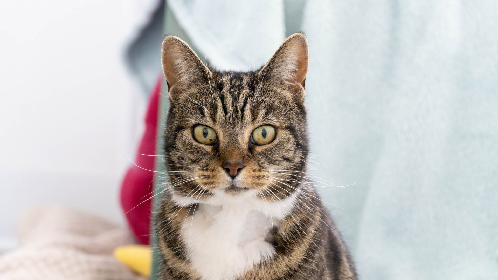 A tabby cat with green eyes and a white chest sits indoors, looking directly at the camera. The background is soft and blurred with light blue and red tones.