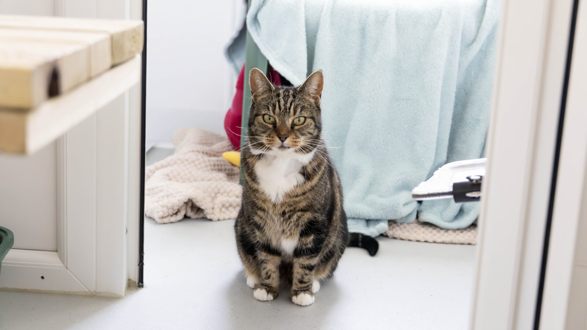 A tabby cat with white markings sits on the floor indoors, looking directly at the camera. Behind the cat, there are blankets and towels draped over furniture.