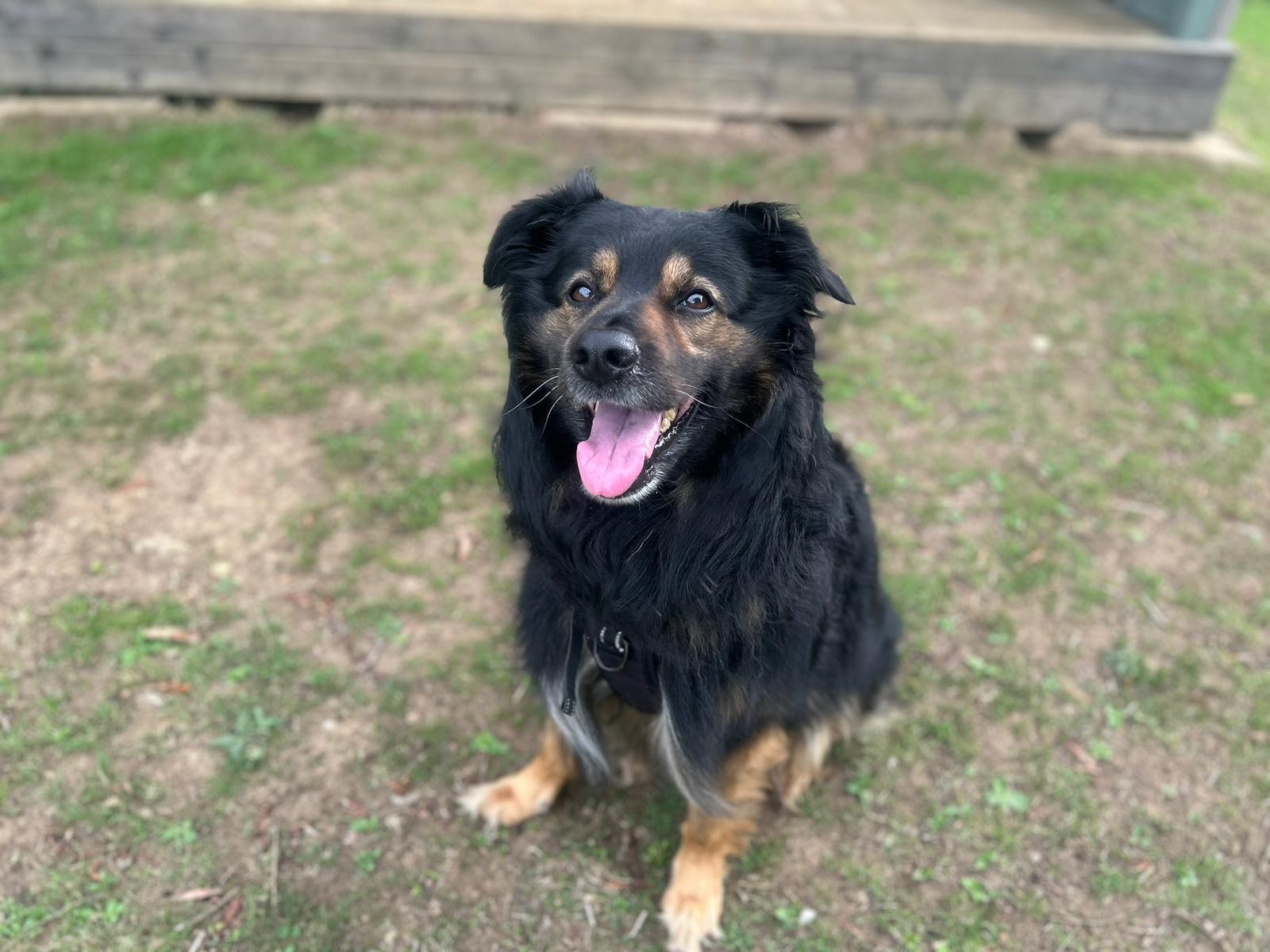 A black and brown dog with a fluffy coat sits on grass, looking up with its mouth open and tongue out, appearing happy. A wooden deck is visible in the background.