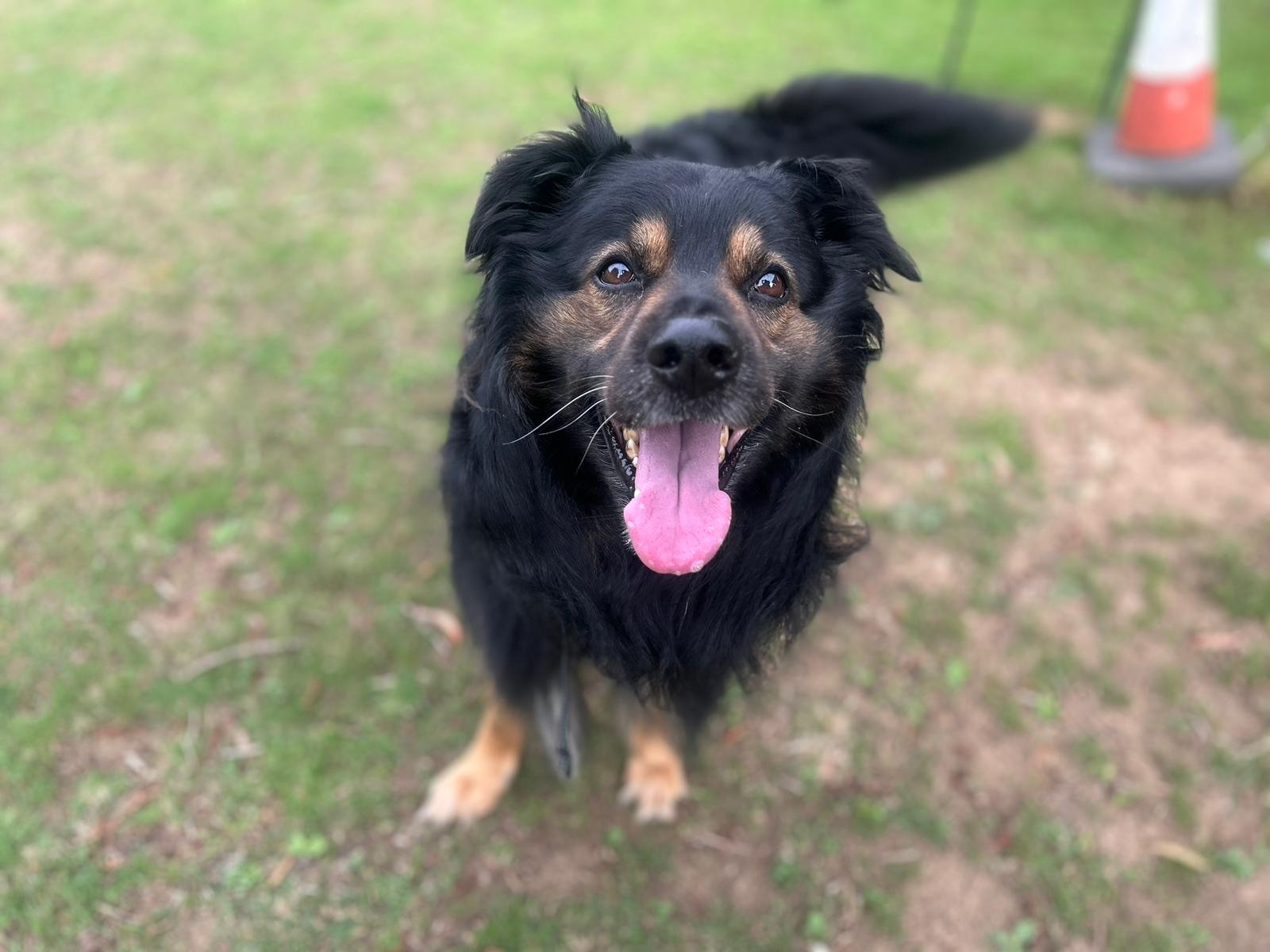 A happy black and tan dog with long fur stands on grass, looking up at the camera with its mouth open and tongue out. The background is blurred, showing patches of grass.