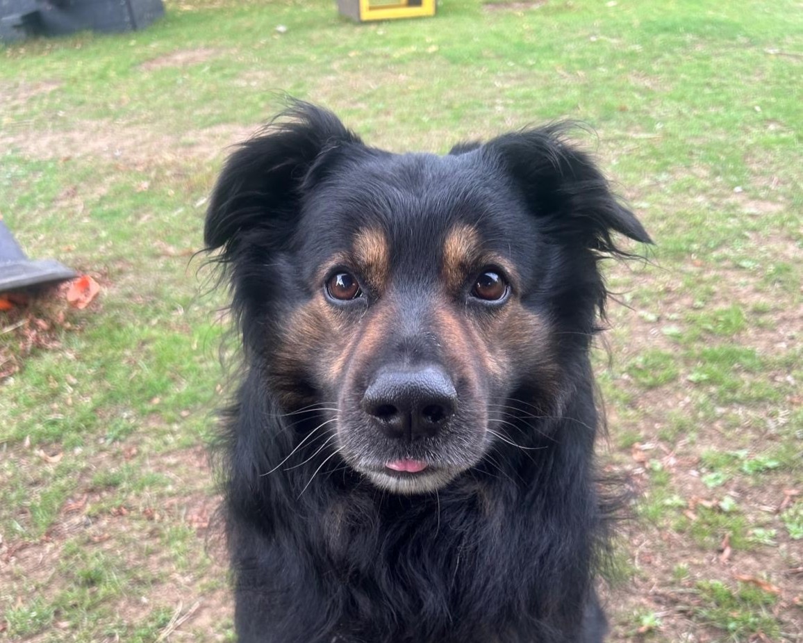A close-up of a black and brown dog with medium-length fur, sitting on grass and looking directly at the camera with an alert and curious expression.
